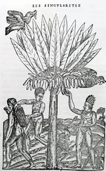 Ernte, Illustration aus Singularitäten von Frankreich Antarctique, von Andre de Thevet, 1558